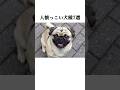 人懐っこい犬種7選 #犬 #ペット #雑学