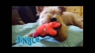 Jingle - Doggie Protective Services Rescue