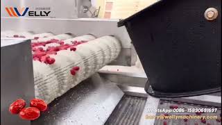 Automatic Jujube Washing & Drying Production Line | Red Date Cleaning & Air Drying Machine