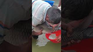 35kg Biggest Catol Fish Breeding System #shorts