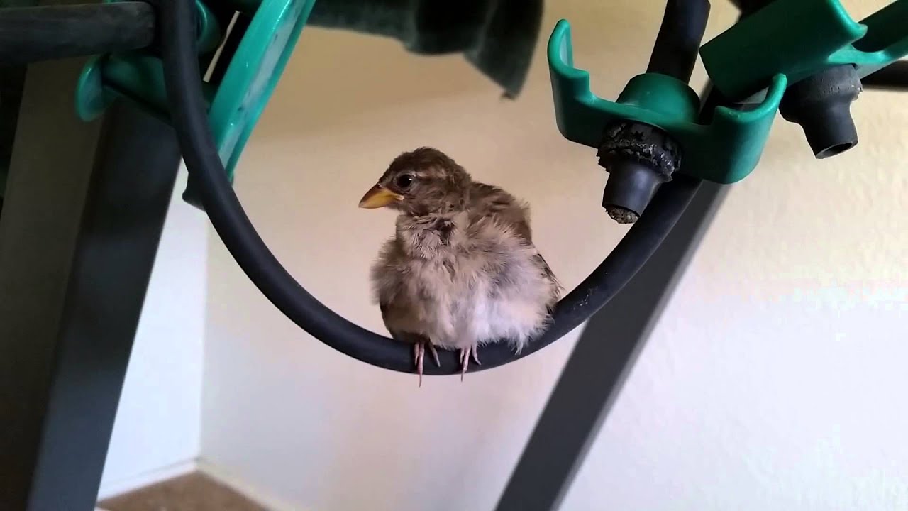 Pet House Sparrow YouTube