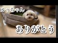 【ご報告】トイプードルルゥちゃんを応援してくださってる皆様へ。