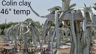 Dragon Fruit Colin clay use# sunburn protection#46°save dragon fruit plants#best#farming