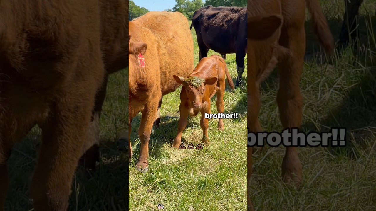 The calf said, “I’ll be the next Steven” 😂#calf #cute #chaos #crazy #funny