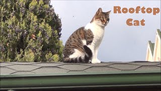 Rooftop Cat Runs To Us Whenever We Call Him