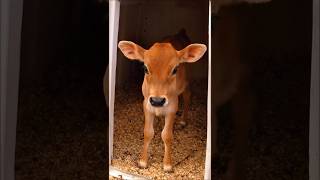 cute baby cow adorable video #cow #animals #cowvideos #babycow #cows #trending #cowcalf #shorts