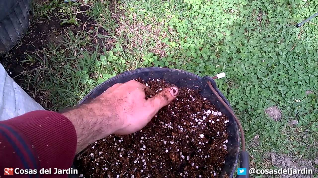 C�mo cultivar papa en el balc�n - Parte 2 - Te quedan dudas? @cosasdeljardin