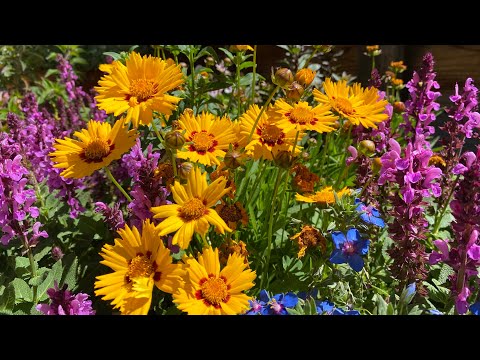 Vídeo: Full Sun Flowering Plants - Escolhendo flores para jardins Sunny Zone 9