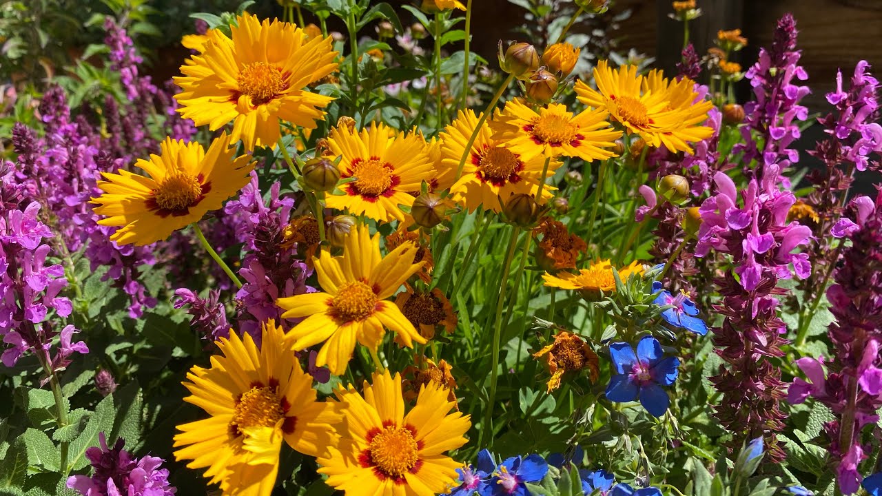Full sun flowers for a patio bed and containers in zone 9