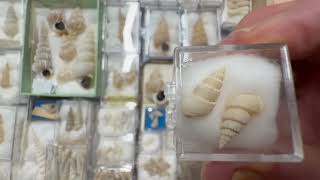 My seashell collection museum Video 38: Epitonidae 