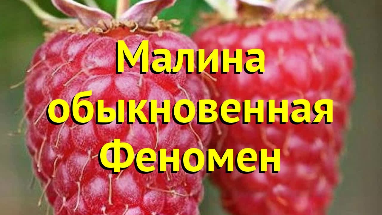 Малина феномен описание сорта отзывы. Сорт малины феномен. Малина феномен описание сорта. Малина феномен фото. Малина феномен описание сорта фото.