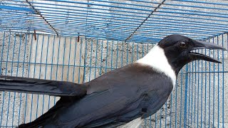 dibalik bulunya yg cantik ternyata suara burung gagak sule cukup menyeramkan@suryabeo