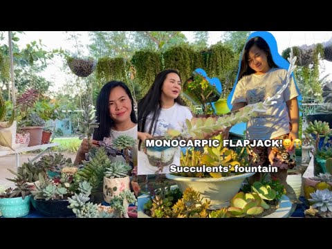 Video: Paano I-water Ang Kalanchoe? Gaano Kadalas Na Tubig Ang Isang Bulaklak Sa Taglamig At Sa Iba Pang Mga Oras Ng Taon Sa Bahay? Pangangalaga At Pagtutubig Kalanchoe Habang Namumulakla