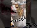 今日のおしゃべり小町。知らん子も庭に来る…