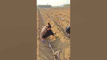 A Different Farming Method Of Sugarcane Planting Deeper And Placing Sideways Satisfying Short 