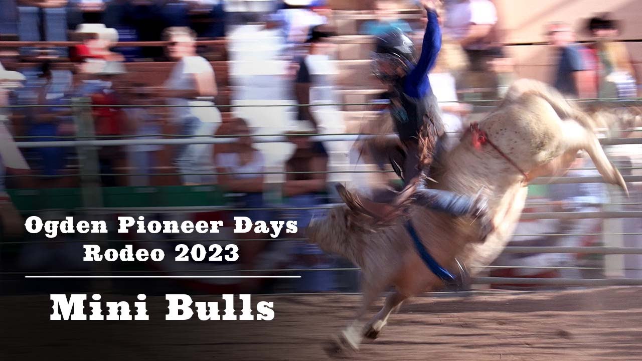 Ogden pioneer days rodeo 2023 mini bull 03 youtube