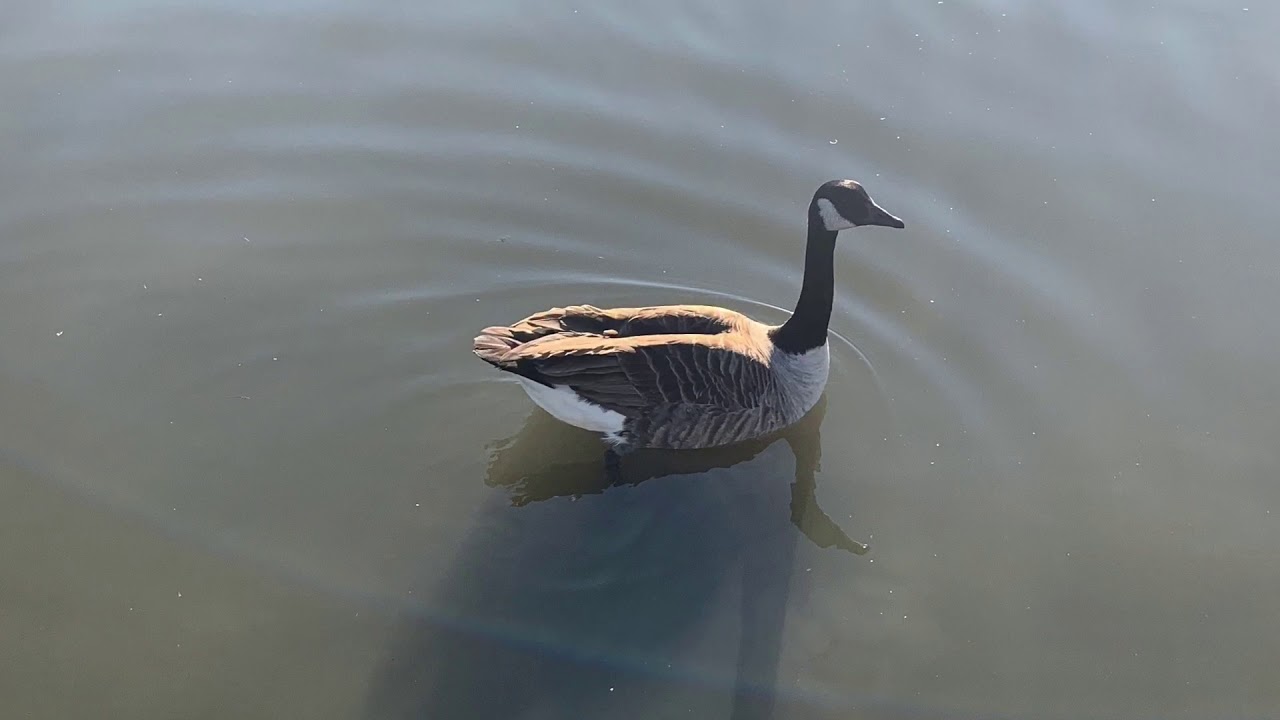 Canvey lake New Year’s Eve 2019 YouTube
