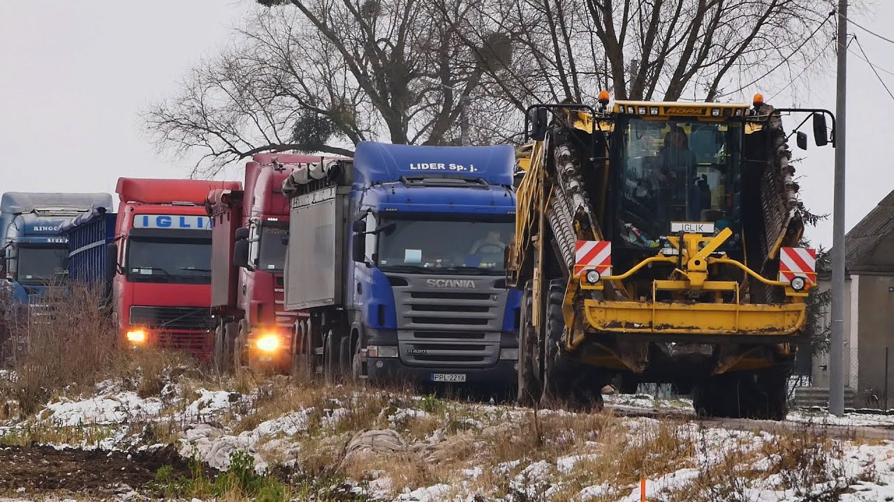 Zimowy odbiór buraków 2021 | Ropa Euro Maus | IGLIK | Ringo