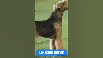 Meet the Charming Lakeland Terrier #trendingvideo #wildlife #animalshorts #animal