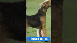 Meet the Charming Lakeland Terrier #trendingvideo #wildlife #animalshorts #animal