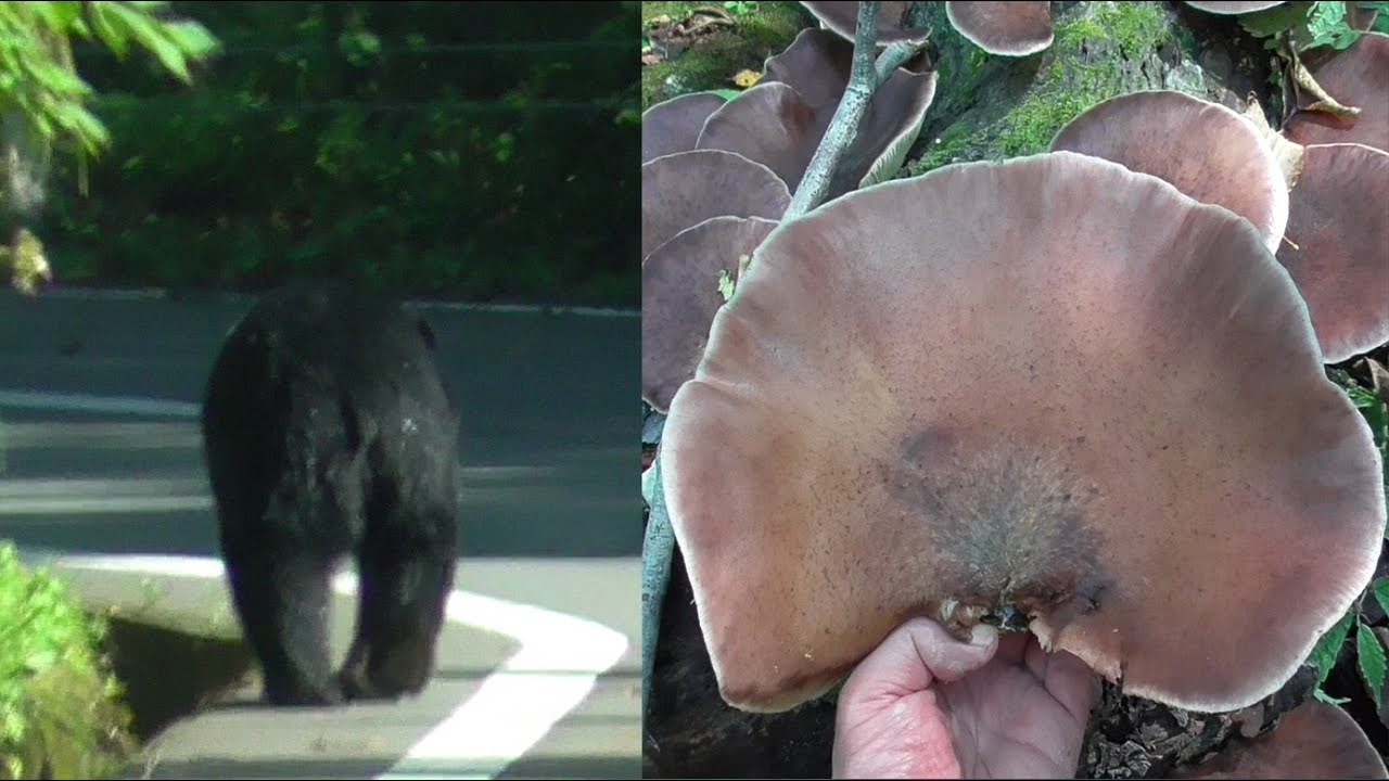 【ブナ林できのこ狩り】ツキノワグマに遭遇した日はツキヨタケ祭りだった