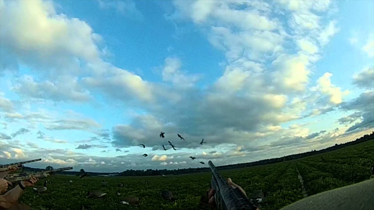 EARLY GOOSE SEASON 2014 YouTube