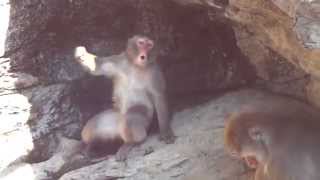 神奈川県のよこはま動物園ズーラシアのニホンザルです。 Zoorasia Yokoh...