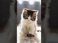 Meow Meow Meow.....😌 #cute #ai
