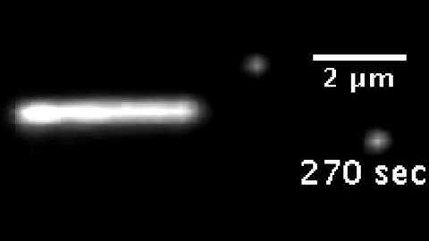 Mechanics and Single-Molecule Interrogation of DNA Recombination: Supplemental Video 6