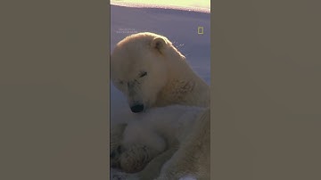 30 seconds of baby polar bears! 🐻‍❄️
