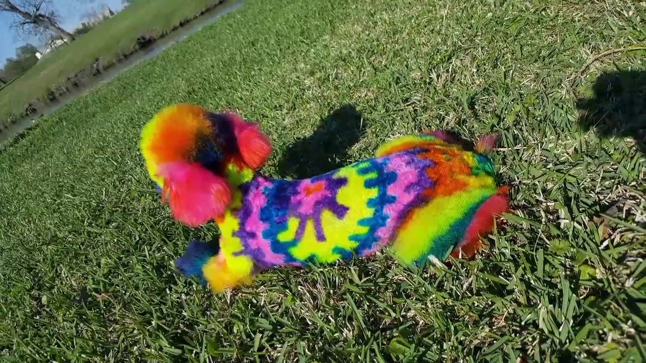 Creative Pet Dog Grooming by Paij New Orleans Mardi Gras St Patricks Day 2017 YouTube