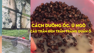 Cách dưỡng ốc câu trắm đen hiệu quả và bài mồi Ngô ủ câu trắm trắng thần thánh- @AnhKeuOfficial