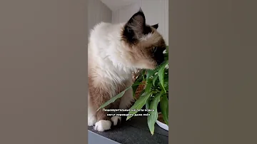 Не вредно ли кошкам есть насекомых