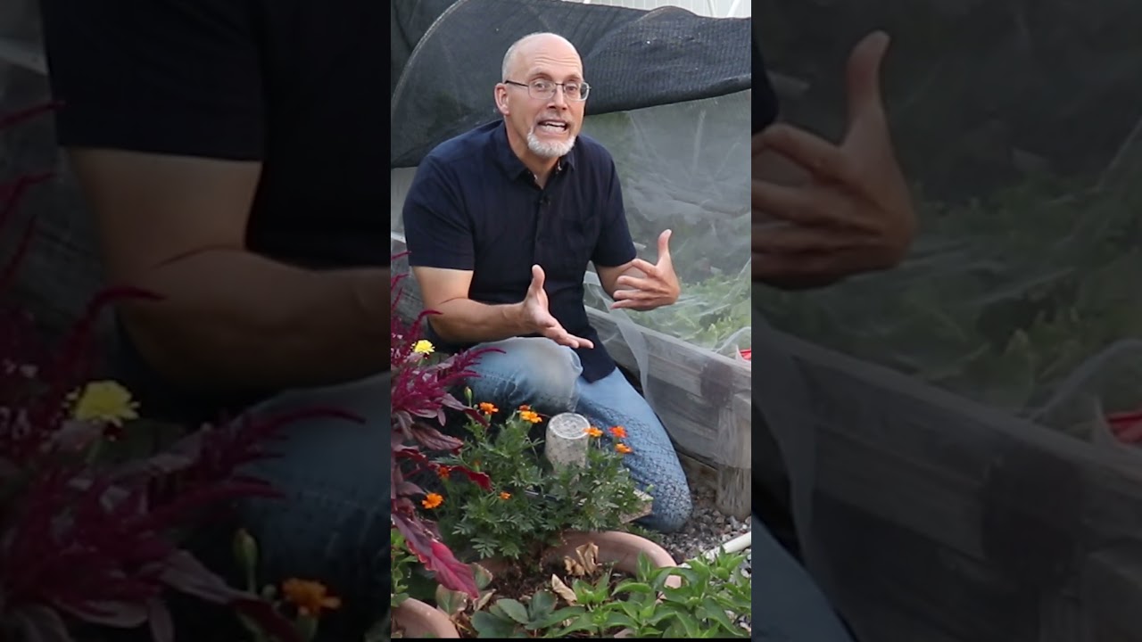 Top Crops for Fall & Winter Gardening - Grow Some Lettuce