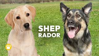 Sheprador: German Shepherd–Labrador Retriever Mix Appearance, Training, Exercise, Health & Lifestyle