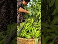 Organic Fava Bean  #satisfying #shortsvideo