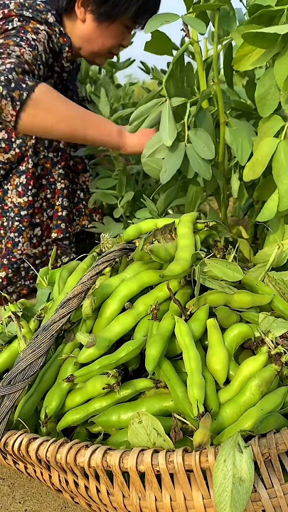 Organic Fava Bean  #satisfying #shortsvideo