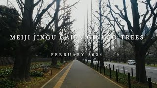 明治神宮外苑いちょう並木Meiji Jingu Gaiens Ginkgo Trees東京都