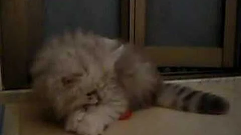 Video 2202501: cat chinchilla, chinchilla baby