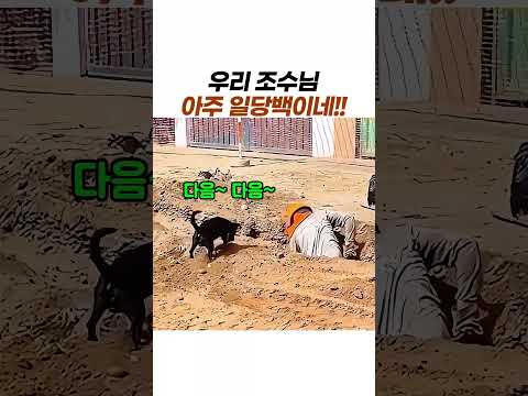 우리 보조님, 아주 그냥 일당백이네! 😂