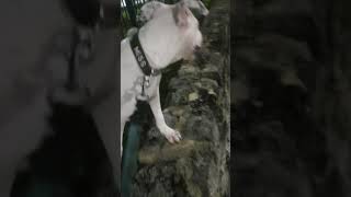 Gamebred Apbt Eli Dogs Building Back Legs