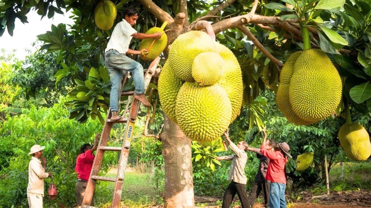 Top 20 exotische und seltene Früchte – Die musst du einmal im Leben probiert haben!