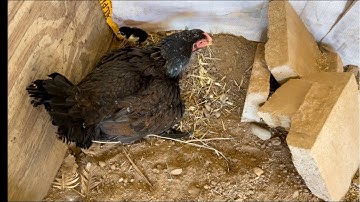 Saib babies Chickens thiab kho Cooj qaib (tu siab Nas tom ib tug Baby lawm😭😭)