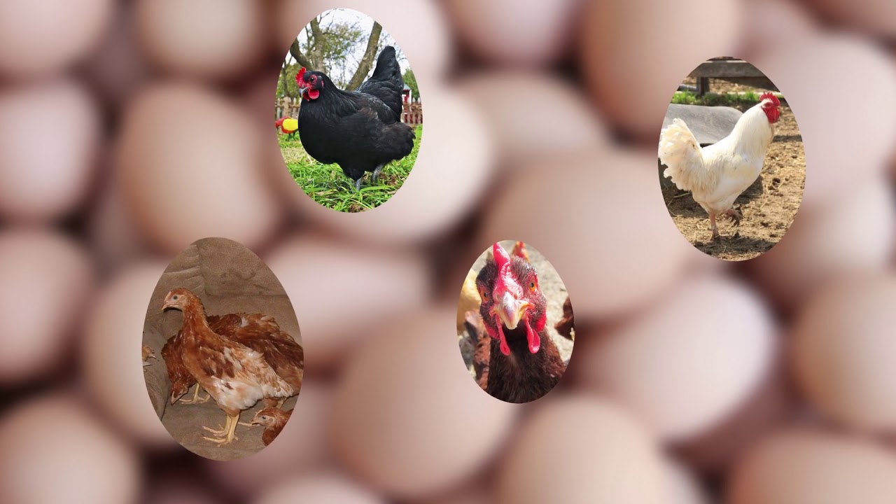 At What Age Do Hens Start Laying Eggs? YouTube