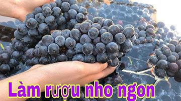 CÁCH LÀM RƯỢU NHO ĐƠN GIẢN TẠI NHÀ | HOW TO MAKE GRAPE WINE AT HOME #24