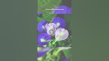 Hoa đậu biếc có tác dụng gì, tác dụng thần kỳ từ hoa đậu biếc #trantongthanhtam #hoadaubiec #suckhoe