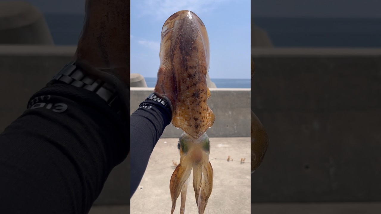 2키로 오바 무늬오징어
