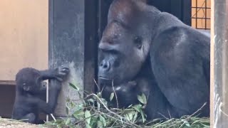 父親と赤ちゃんがお互いにキスした⁉️⭐️ゴリラ Gorilla【京都市動物園】Love of dad and baby! Momotaro and Kintaro kissing each other