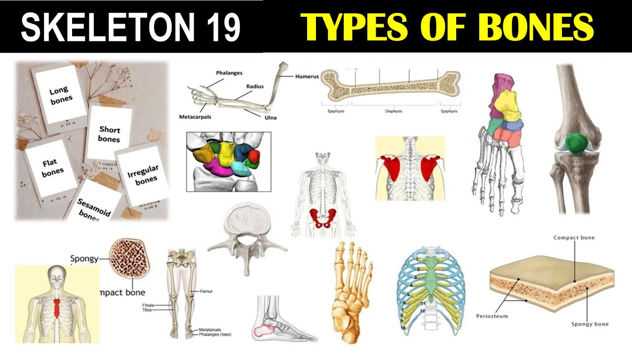 types-of-bones-long-bone-short-bone-flat-bone-irregular-bone