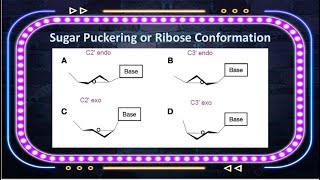 Download lagu Sugar Puckering | CSIR NET LIFE SCIENCE | C2 endo | C3 endo | C3 exo | C2 exo | Best Trick